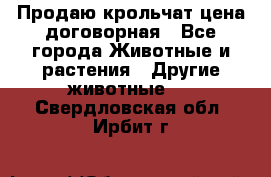 Продаю крольчат цена договорная - Все города Животные и растения » Другие животные   . Свердловская обл.,Ирбит г.